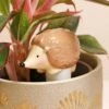 Hedgehog Self Watering Spike -Ed's plant shop hedgehog self watering spike 412699