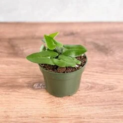 Hemionitis Arifolia 'Heart Fern' -Ed's plant shop hemionitis arifolia heart fern various sizes 548041