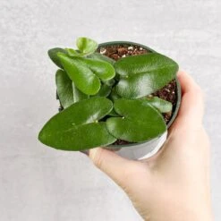 Hemionitis Arifolia 'Heart Fern' -Ed's plant shop hemionitis arifolia heart fern various sizes 926181