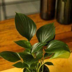 Homalomena ‘Emerald Gem’ – Low Maintenance Tropical Foliage Plant -Ed's plant shop homalomena emerald gem low maintenance tropical foliage plant 120879