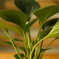 Homalomena ‘Emerald Gem’ – Low Maintenance Tropical Foliage Plant -Ed's plant shop homalomena emerald gem low maintenance tropical foliage plant 137348