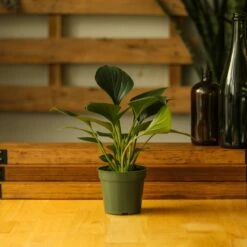 Homalomena ‘Emerald Gem’ – Low Maintenance Tropical Foliage Plant -Ed's plant shop homalomena emerald gem low maintenance tropical foliage plant 241154