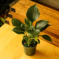 Homalomena ‘Emerald Gem’ – Low Maintenance Tropical Foliage Plant -Ed's plant shop homalomena emerald gem low maintenance tropical foliage plant 312026