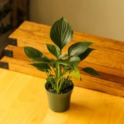 Homalomena ‘Emerald Gem’ – Low Maintenance Tropical Foliage Plant -Ed's plant shop homalomena emerald gem low maintenance tropical foliage plant 792119
