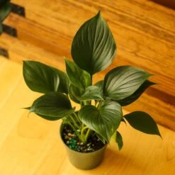 Homalomena ‘Emerald Gem’ – Low Maintenance Tropical Foliage Plant -Ed's plant shop homalomena emerald gem low maintenance tropical foliage plant 890038