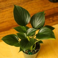 Homalomena ‘Emerald Gem’ – Low Maintenance Tropical Foliage Plant -Ed's plant shop homalomena emerald gem low maintenance tropical foliage plant 913909