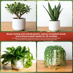 Hormex Rooting Hormone Concentrate With B1 – Root Growth & Plant Health Booster -Ed's plant shop hormex rooting hormone concentrate with b1 root growth plant health booster 934677