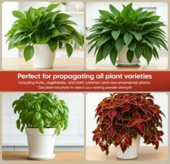 Hormex Rooting Powder #1 – 0.10% IBA Cloning & Rooting Hormone For Softwood, Herbs & Succulent Cuttings -Ed's plant shop hormex rooting powder 1 010 iba cloning rooting hormone for softwood herbs succulent cuttings 9638333