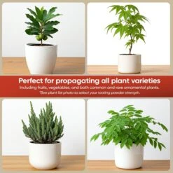 Hormex Rooting Powder #16 – 1.60% IBA Professional-Grade Cloning Hormone For Difficult Hardwood Cuttings -Ed's plant shop hormex rooting powder 16 160 iba professional grade cloning hormone for difficult hardwood cuttings 6243780