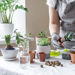 House Plants 3-Tier Walden White LED Grow Tent Kit -Ed's plant shop house plants 3 tier walden white led grow tent kit 393292