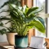 Houseplant Subscription - Subscribe & Thrive! -Ed's plant shop houseplant subscription subscribe thrive 546887