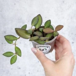 Hoya Affinity Burtoniae - Affinity Hoya - Various Sizes -Ed's plant shop hoya affinity burtoniae affinity hoya various sizes 368703