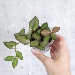 Hoya Affinity Burtoniae - Affinity Hoya - Various Sizes -Ed's plant shop hoya affinity burtoniae affinity hoya various sizes 479106