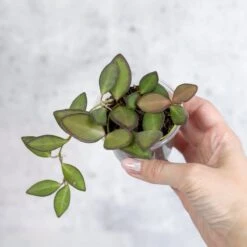 Hoya Affinity Burtoniae - Affinity Hoya - Various Sizes -Ed's plant shop hoya affinity burtoniae affinity hoya various sizes 671588