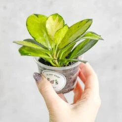 Hoya Australis 'Lisa' -Ed's plant shop hoya australis lisa various sizes 260794