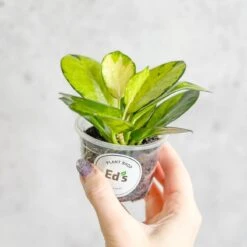 Hoya Australis 'Lisa' -Ed's plant shop hoya australis lisa various sizes 333781