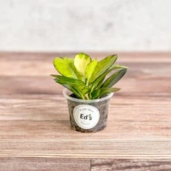 Hoya Australis 'Lisa' -Ed's plant shop hoya australis lisa various sizes 628397