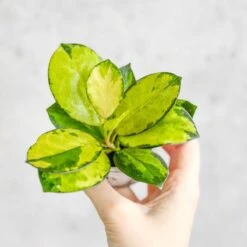 Hoya Australis 'Lisa' -Ed's plant shop hoya australis lisa various sizes 712268