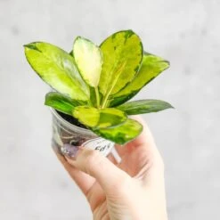 Hoya Australis 'Lisa' -Ed's plant shop hoya australis lisa various sizes 838974