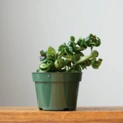 Hoya Carnosa Compacta 'Hindu Rope' -Ed's plant shop hoya carnosa compacta hindu rope various sizes 154519