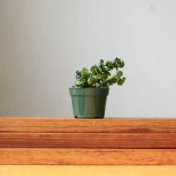 Hoya Carnosa Compacta 'Hindu Rope' -Ed's plant shop hoya carnosa compacta hindu rope various sizes 188161