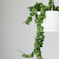 Hoya Carnosa Compacta 'Hindu Rope' -Ed's plant shop hoya carnosa compacta hindu rope various sizes 272569