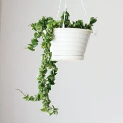 Hoya Carnosa Compacta 'Hindu Rope' -Ed's plant shop hoya carnosa compacta hindu rope various sizes 460073