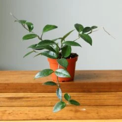 Hoya Carnosa Green 'Wax Plant' – Porcelain Flower -Ed's plant shop hoya carnosa green wax plant various sizes 101512