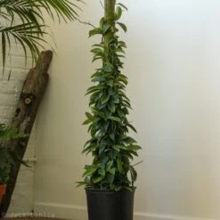 Hoya Carnosa Green 'Wax Plant' – Porcelain Flower -Ed's plant shop hoya carnosa green wax plant various sizes 809788