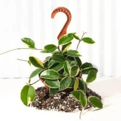 Hoya Carnosa 'Krimson Queen' Hanging Basket -Ed's plant shop hoya carnosa krimson queen hanging basket 422769