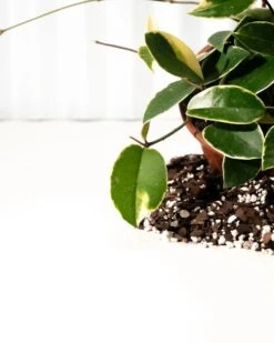 Hoya Carnosa 'Krimson Queen' Hanging Basket -Ed's plant shop hoya carnosa krimson queen hanging basket 851020