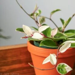 Hoya Carnosa 'Krimson Queen' Wax Plant 12 Hoya Carnosa 'Krimson Queen' Wax Plant -Ed's plant shop hoya carnosa krimson queen wax plant various sizes 273738