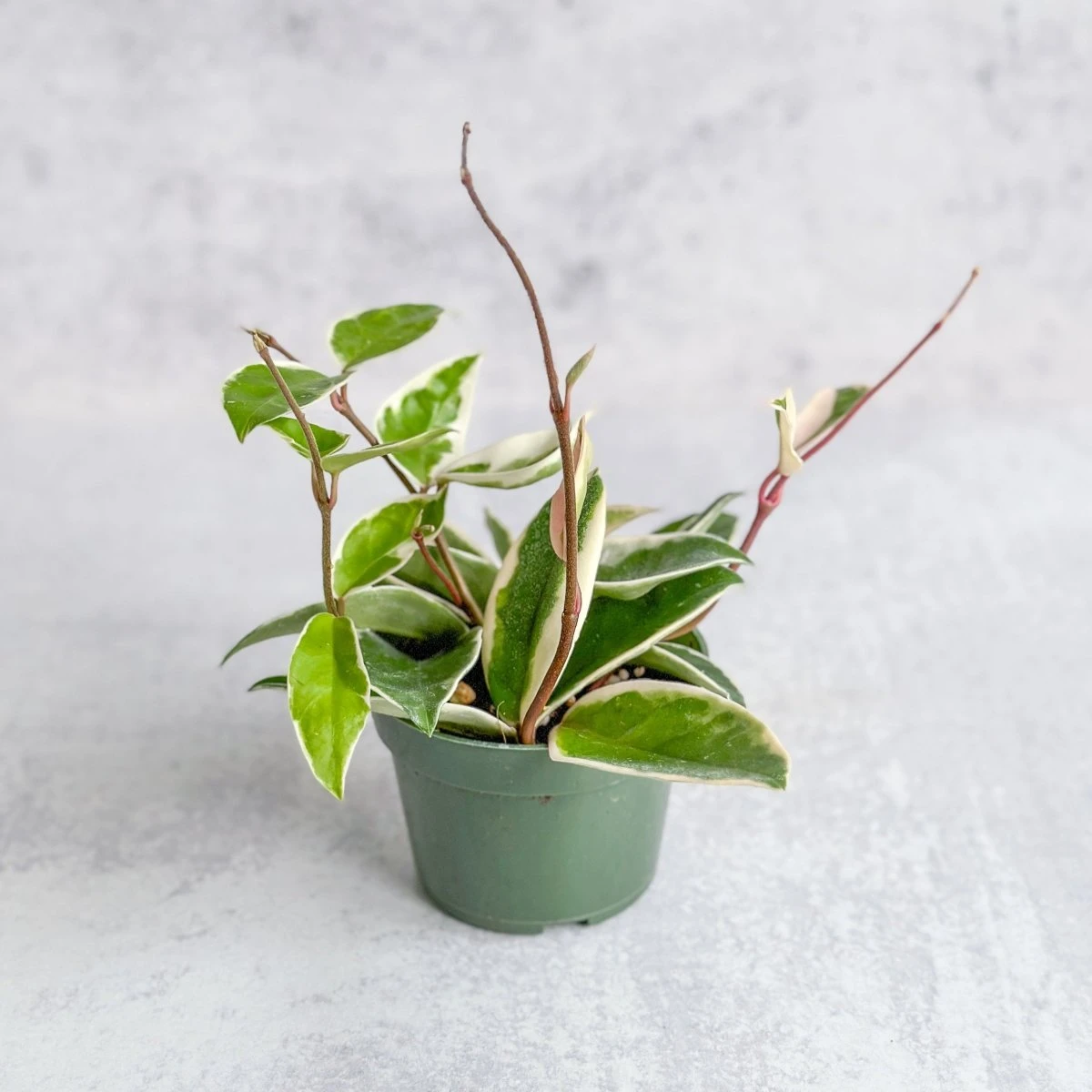 Hoya Carnosa 'Krimson Queen' Wax Plant 4 Hoya Carnosa 'Krimson Queen' Wax Plant - Image 2