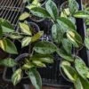 Hoya Carnosa Tricolor Wax Plant -Ed's plant shop hoya carnosa tricolor wax plant various sizes 877294