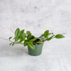 Hoya Caudata Sumatra Wax Plant - Various Sizes -Ed's plant shop hoya caudata sumatra wax plant various sizes 762445