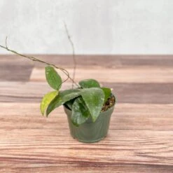 Hoya Caudata Sumatra Wax Plant - Various Sizes -Ed's plant shop hoya caudata sumatra wax plant various sizes 826146