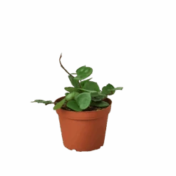 Hoya Chelsea - Chelsea Flowering Wax Vine -Ed's plant shop hoya chelsea chelsea flowering wax vine 528267