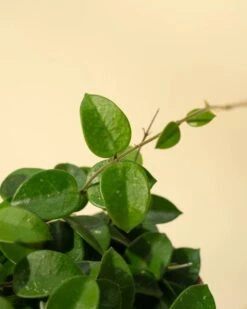 Hoya 'Chouke' - Unique Speckled Wax Plant -Ed's plant shop hoya chouke hanging basket unique speckled wax plant 592030