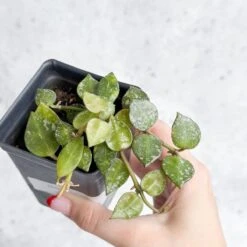 Hoya Curtisii - Tiny-Leaf Waxflower 15 Hoya Curtisii - Tiny-Leaf Waxflower -Ed's plant shop hoya curtisii tiny leaf waxflower various sizes 195255