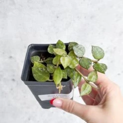 Hoya Curtisii - Tiny-Leaf Waxflower 18 Hoya Curtisii - Tiny-Leaf Waxflower -Ed's plant shop hoya curtisii tiny leaf waxflower various sizes 244084