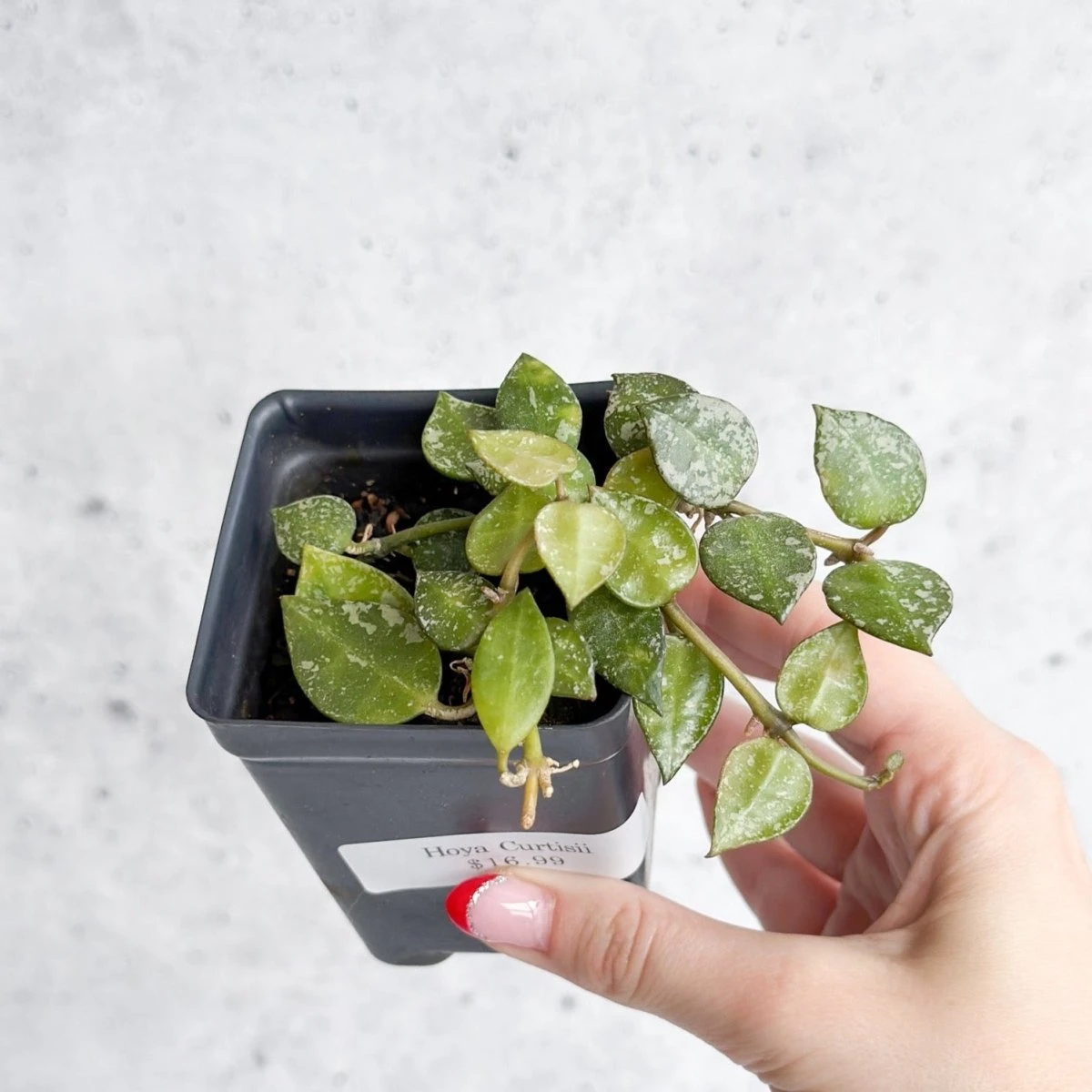 Hoya Curtisii - Tiny-Leaf Waxflower 9 Hoya Curtisii - Tiny-Leaf Waxflower - Image 7