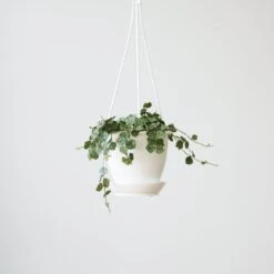 Hoya Curtisii - Tiny-Leaf Waxflower 14 Hoya Curtisii - Tiny-Leaf Waxflower -Ed's plant shop hoya curtisii tiny leaf waxflower various sizes 270401