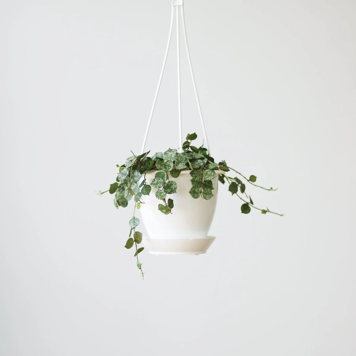 Hoya Curtisii - Tiny-Leaf Waxflower 5 Hoya Curtisii - Tiny-Leaf Waxflower - Image 3