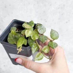 Hoya Curtisii - Tiny-Leaf Waxflower 20 Hoya Curtisii - Tiny-Leaf Waxflower -Ed's plant shop hoya curtisii tiny leaf waxflower various sizes 304670