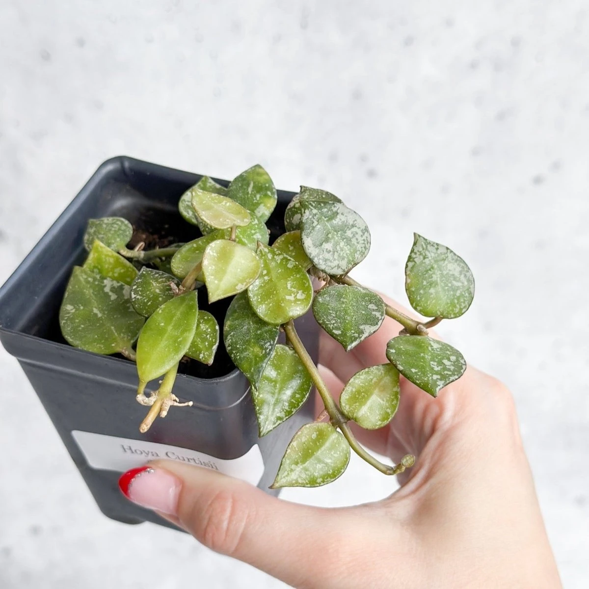 Hoya Curtisii - Tiny-Leaf Waxflower 11 Hoya Curtisii - Tiny-Leaf Waxflower - Image 9