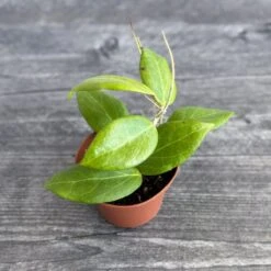 Hoya Cutis-porcelana ‘Porcelain Skin’ – Rare Endemic Hoya Houseplant 6 Hoya Cutis-porcelana ‘Porcelain Skin’ – Rare Endemic Hoya Houseplant -Ed's plant shop hoya cutis porcelana porcelain skin hoya various sizes 195808