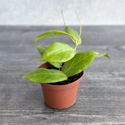 Hoya Cutis-porcelana ‘Porcelain Skin’ – Rare Endemic Hoya Houseplant 7 Hoya Cutis-porcelana ‘Porcelain Skin’ – Rare Endemic Hoya Houseplant -Ed's plant shop hoya cutis porcelana porcelain skin hoya various sizes 902518