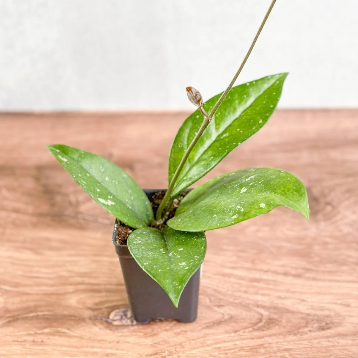 Hoya Fungii X Pubicalyx - Fungii Wax Plant 4 Hoya Fungii X Pubicalyx - Fungii Wax Plant - Image 2