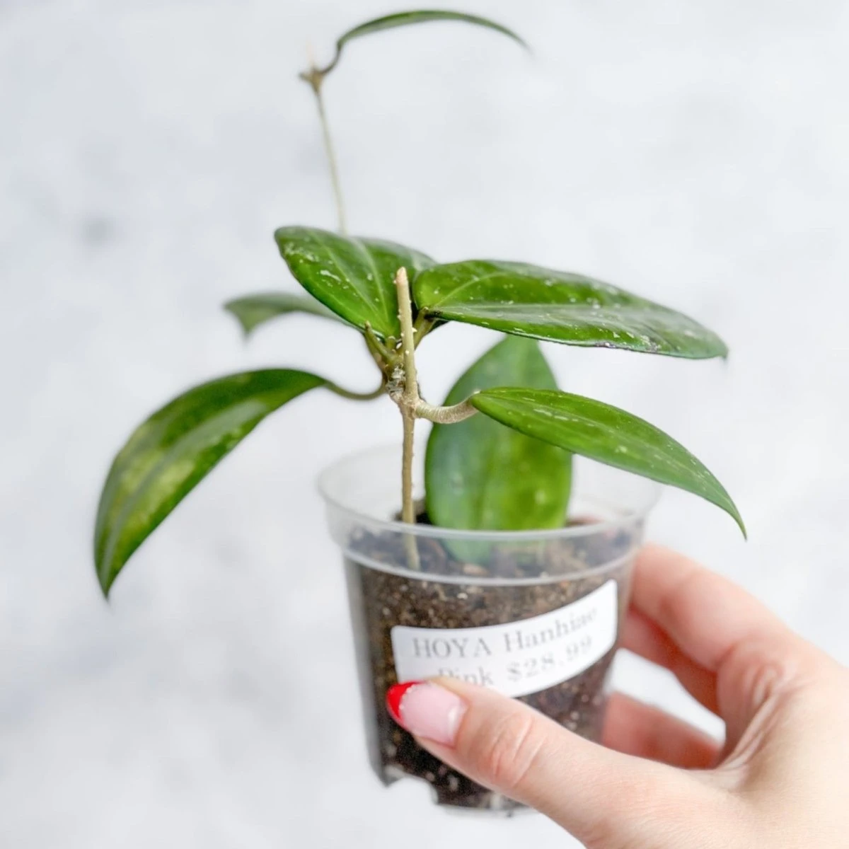 Hoya Hanhai - Pink Hanhai Hoya - 3 Inch 4 Hoya Hanhai - Pink Hanhai Hoya - 3 Inch - Image 2