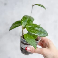 Hoya Hanhai - Pink Hanhai Hoya - 3 Inch 9 Hoya Hanhai - Pink Hanhai Hoya - 3 Inch -Ed's plant shop hoya hanhai pink hanhai hoya 3 inch 321966